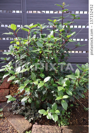 Viburnum tinus, planted in the ground for the third year 137152452