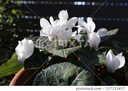 A second-year cyclamen that bloomed in spring after oversummer A second-year cyclamen that bloomed in spring after oversummer 137152457