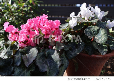 A second-year cyclamen that bloomed in spring after oversummer A second-year cyclamen that bloomed in spring after oversummer 137152460