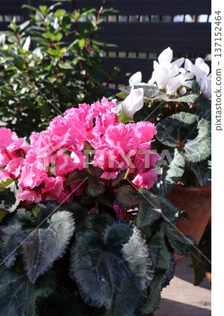 A second-year cyclamen that bloomed in spring after oversummer A second-year cyclamen that bloomed in spring after oversummer 137152464