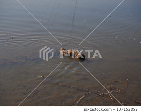 友善的海狸鼠 137152852