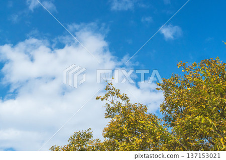 Clear blue winter sky, clouds and trees 21 Clear blue winter sky, clouds and trees 21 137153021