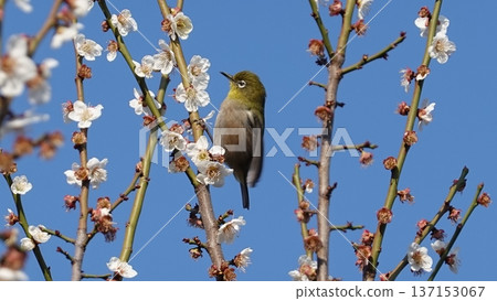 Beautiful plum blossoms and white-eye Beautiful plum blossoms and white-eye 137153067