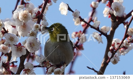 Beautiful plum blossoms and white-eye Beautiful plum blossoms and white-eye 137153069