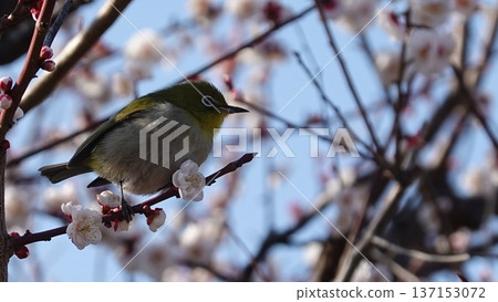 Beautiful plum blossoms and white-eye Beautiful plum blossoms and white-eye 137153072