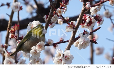 Beautiful plum blossom Beautiful plum blossom 137153073