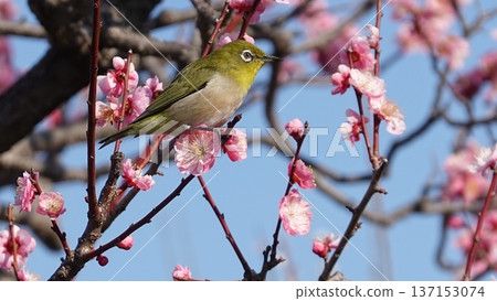 Beautiful plum blossom Beautiful plum blossom 137153074