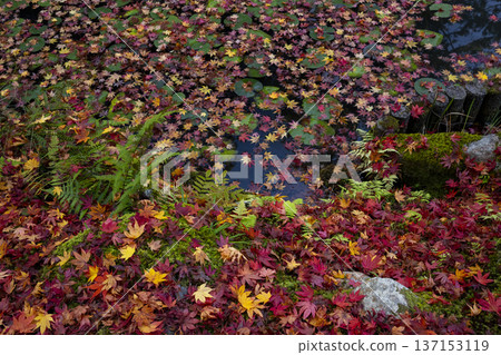 Even when scattered, they remain vivid Even when scattered, they remain vivid 137153119