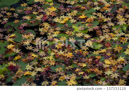 Fallen Leaves at the End 137153120