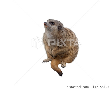 meerkat isolated on white background meerkat isolated on white background 137153125