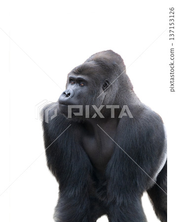 western lowland gorilla isolated on white background western lowland gorilla isolated on white background 137153126