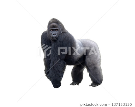 western lowland gorilla isolated on white background 137153130