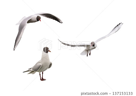 Black-headed Gull in flight isolated on white background Black-headed Gull in flight isolated on white background 137153133