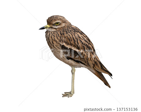 Burhinus oedicnemus isolated on white background 137153136