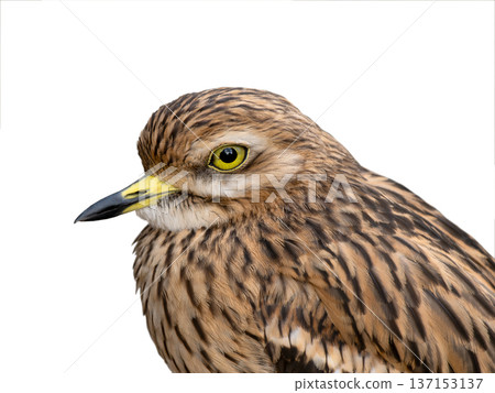 Burhinus oedicnemus isolated on white background 137153137