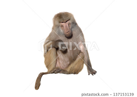 sitting baboon isolated on white background sitting baboon isolated on white background 137153139