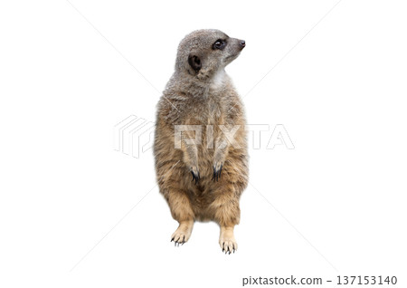 meerkat isolated on white background meerkat isolated on white background 137153140