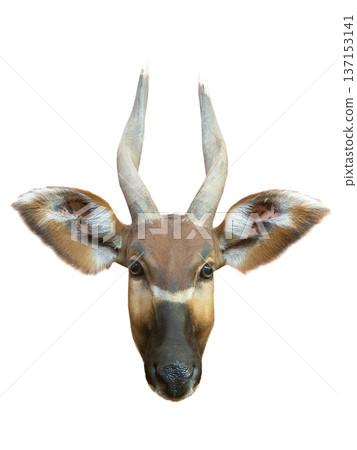 Bongo antelope head isolated on white background Bongo antelope head isolated on white background 137153141