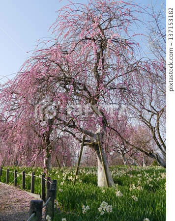 Spring garden scenery with weeping plum blossoms and daffodils Spring garden scenery with weeping plum blossoms and daffodils 137153182