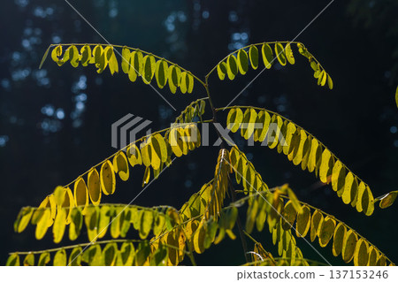 刺槐葉子在秋日的陽光下閃閃發光 01 137153246