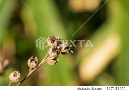 初冬的田野與山巒：枯萎野花的果殼微距攝影 01 137153251