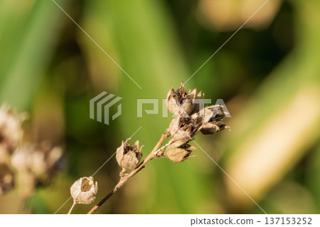 Early winter fields and mountains: Macro photography of the open fruit shells of withered wildflowers 02 Early winter fields and mountains: Macro photography of the open fruit shells of withered wildflowers 02 137153252