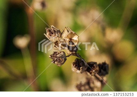 Early winter fields and mountains: Macro photography of the open fruit shells of withered wildflowers 03 Early winter fields and mountains: Macro photography of the open fruit shells of withered wildflowers 03 137153253