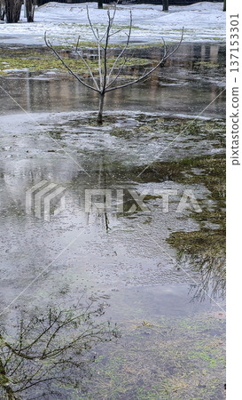 Plants in the park and large puddles. Snow melting. Walks in spring weather. 137153301