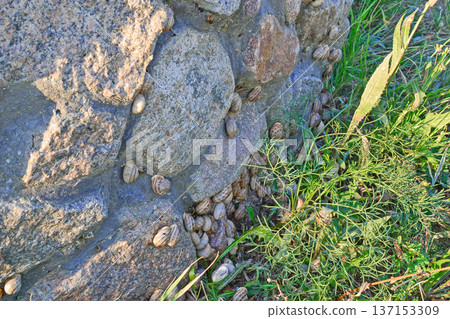 Snails on rocks in the wild Snails on rocks in the wild 137153309