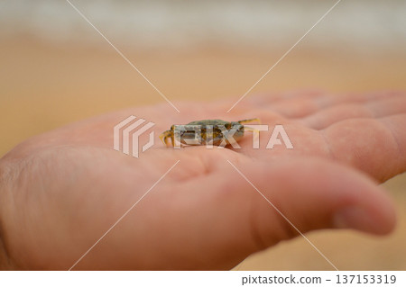 Crab on a human hand Crab on a human hand 137153319
