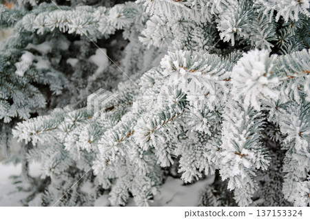 Coniferous branches in the snow Coniferous branches in the snow 137153324