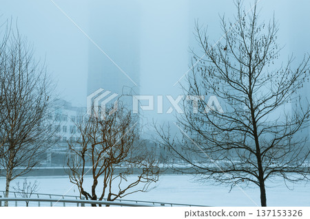 A serene moody minimalist winter landscape featuring bare tree branches against a dense morning fog in an urban setting. This atmospheric shot captures the quiet tranquility and city nature in haze. A serene moody minimalist winter landscape featuring bare tree branches against a dense morning fog in an urban setting. This atmospheric shot captures the quiet tranquility and city nature in haze. 137153326