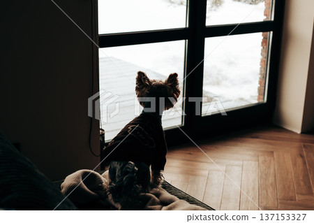 Silhouette of a small dog looking out of a window at a snowy garden. Lifestyle photography of loyalty and solitude pet, domestic animal, lapdog pet. 137153327