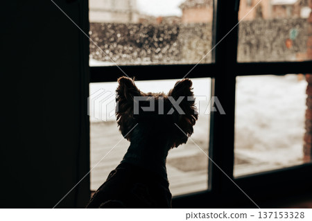 Silhouette of a small dog looking out of a window at a snowy garden. Lifestyle photography of loyalty and solitude pet, domestic animal, lapdog pet. Silhouette of a small dog looking out of a window at a snowy garden. Lifestyle photography of loyalty and solitude pet, domestic animal, lapdog pet. 137153328