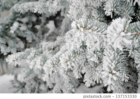 Winter forest pine needle branches in snow close-up 137153330