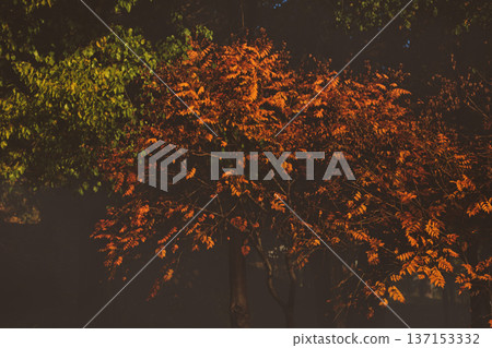Autumn park with tall trees covered in golden and orange leaves, fallen foliage on the ground, and a calm seasonal atmosphere in a city green space. Autumn park with tall trees covered in golden and orange leaves, fallen foliage on the ground, and a calm seasonal atmosphere in a city green space. 137153332