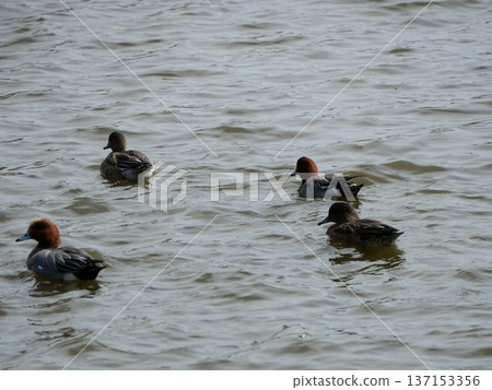 在冬天河裡游泳的男性wigeon 137153356