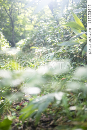 Fresh green forest and eco-image of Oku-Daisen Fresh green forest and eco-image of Oku-Daisen 137153445