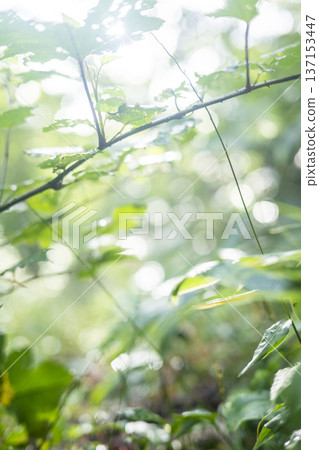 清新翠綠的森林生態形象奧大仙 清新翠綠的森林生態形象奧大仙 137153447