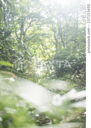 Fresh green forest and eco-image of Oku-Daisen 137153450
