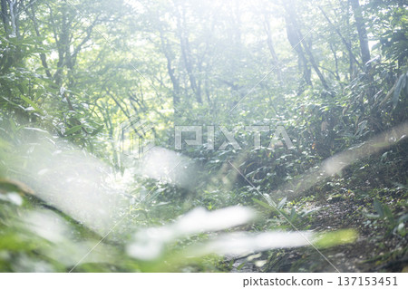 Fresh green forest and eco-image of Oku-Daisen Fresh green forest and eco-image of Oku-Daisen 137153451