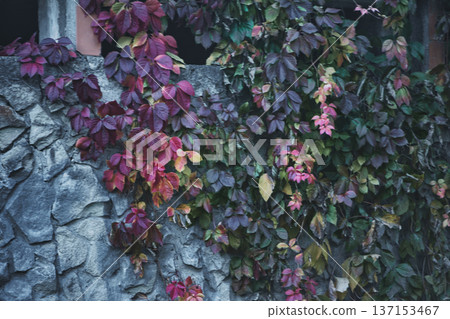 An old stone wall with narrow rectangular windows partially covered by climbing ivy with autumn-colored leaves, creating a moody and textured architectural scene. 137153467