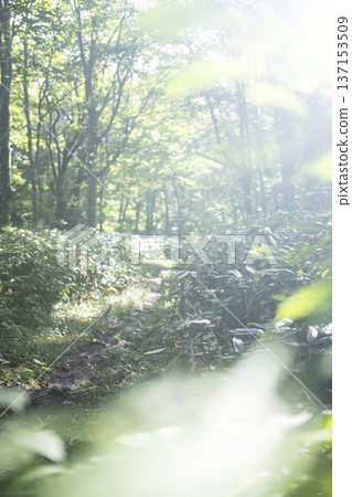 Fresh green forest and eco-image of Oku-Daisen Fresh green forest and eco-image of Oku-Daisen 137153509