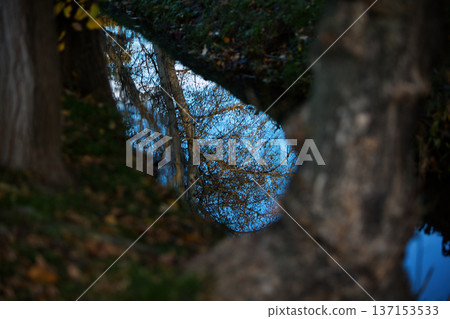Reflection of autumn trees and blue sky in a calm stream, framed by tree trunks and soft foreground blur, creating a quiet and atmospheric nature scene. Reflection of autumn trees and blue sky in a calm stream, framed by tree trunks and soft foreground blur, creating a quiet and atmospheric nature scene. 137153533