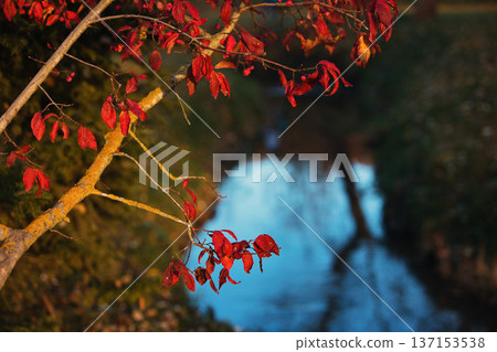 Reflection of autumn trees and blue sky in a calm stream, framed by tree trunks and soft foreground blur, creating a quiet and atmospheric nature scene. 137153538