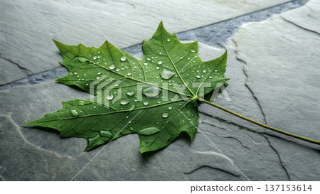 Close view of a wet green leaf placed on a stone surface after rain in a garden during daytime 137153614