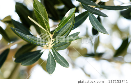 Olive leaves on Shodoshima swaying in the refreshing breeze Olive leaves on Shodoshima swaying in the refreshing breeze 137153741