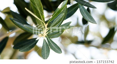 Olive leaves on Shodoshima swaying in the refreshing breeze Olive leaves on Shodoshima swaying in the refreshing breeze 137153742