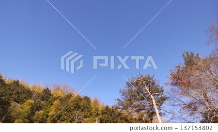 Autumn sky and autumn leaves Autumn sky and autumn leaves 137153802