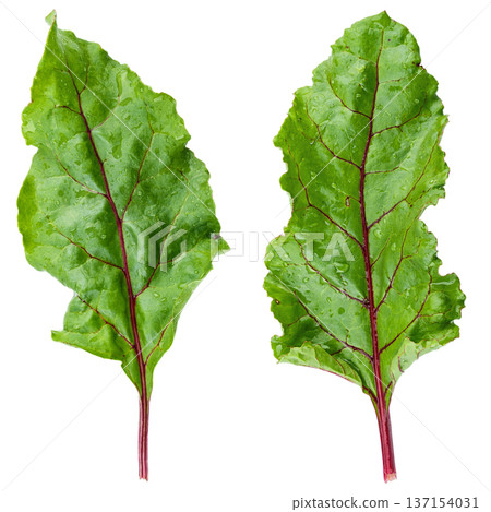 Two fresh green beet leaves with red veins isolated on white. File contains clipping path. Two fresh green beet leaves with red veins isolated on white. File contains clipping path. 137154031